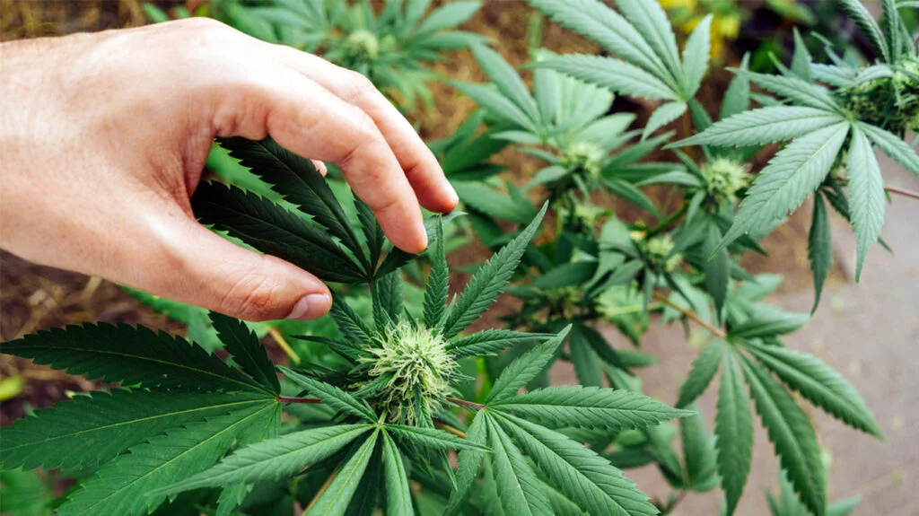 Bud cbd flowers online