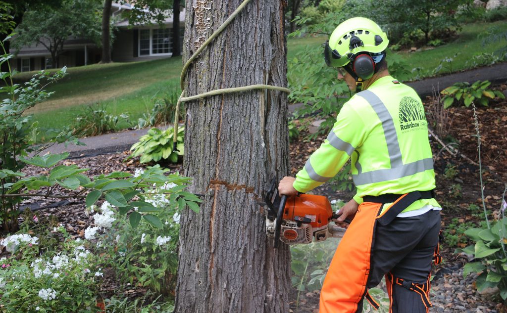 tree trimming st petersburg
